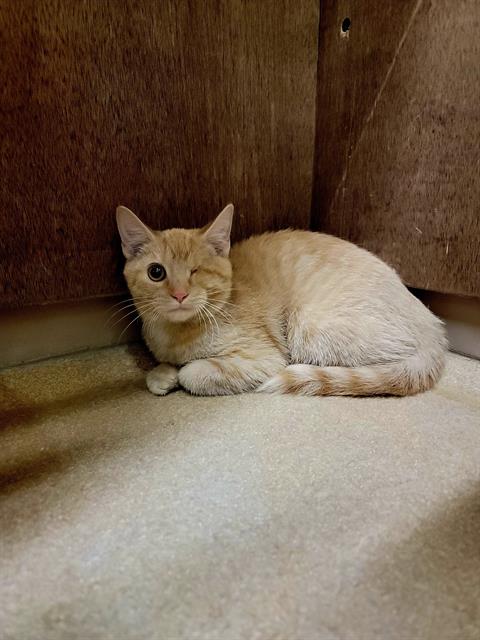 adoptable Cat in Saint Peters, MO named WINKS