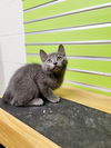 adoptable Cat in Saint Peters, MO named EEYORE