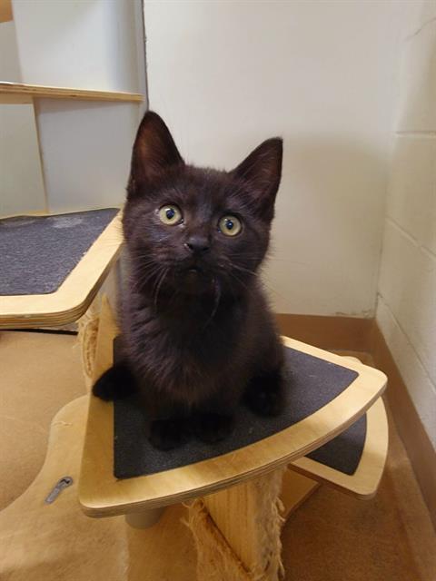 adoptable Cat in Saint Peters, MO named ENVY