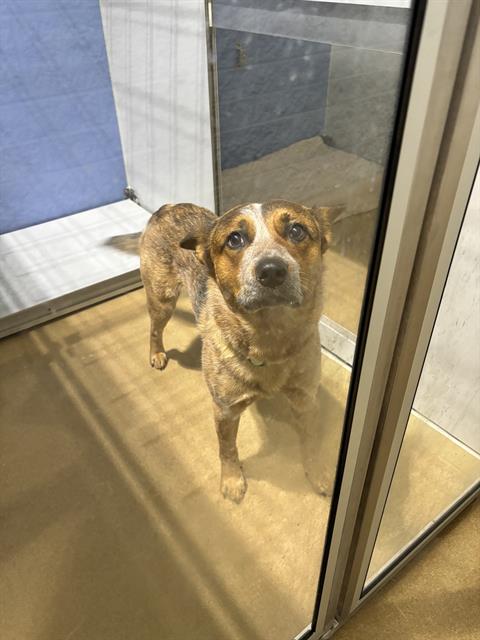 adoptable Dog in Saint Peters, MO named MERLE