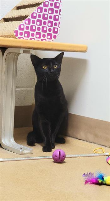 adoptable Cat in Saint Peters, MO named BOURBON