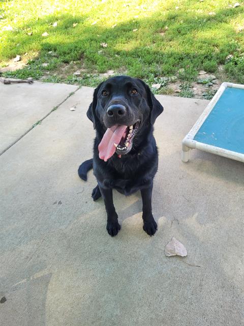 adoptable Dog in Saint Peters, MO named PIPPI