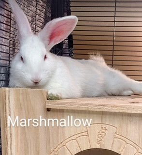 adoptable Rabbit in Saint Peters, MO named MARSHMALLOW