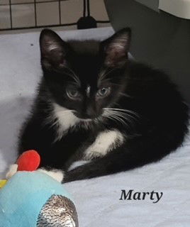 adoptable Cat in Saint Peters, MO named MARTY