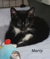 adoptable Cat in , MO named MARTY