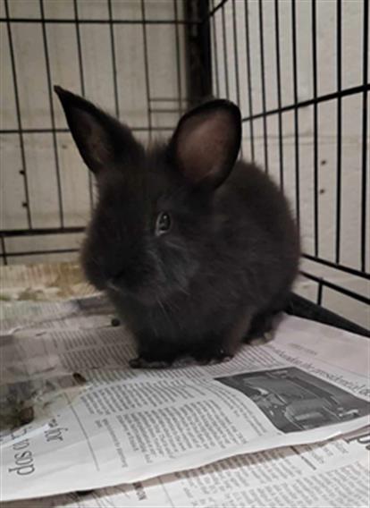 adoptable Rabbit in Saint Peters, MO named PICKLES