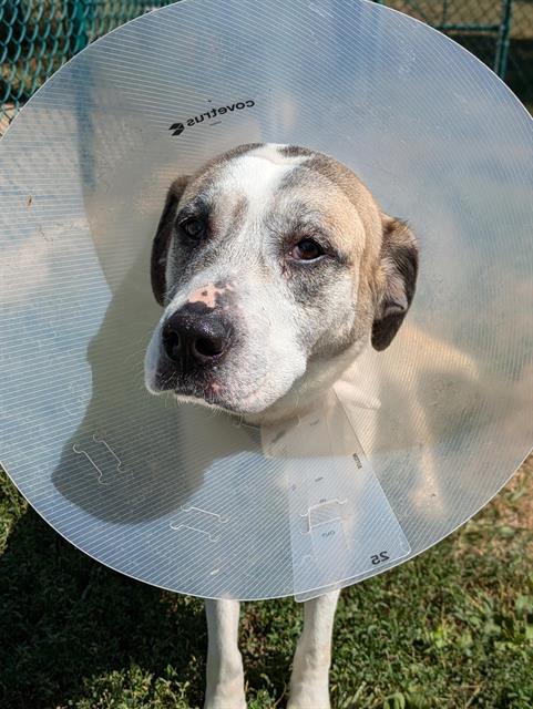 adoptable Dog in Saint Peters, MO named BETTY