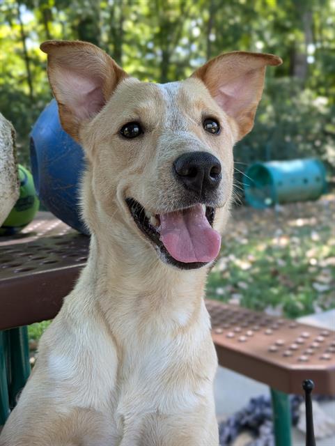 adoptable Dog in Saint Peters, MO named MIDGE