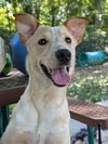 adoptable Dog in , MO named MIDGE