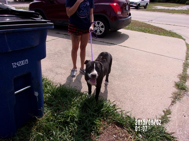 adoptable Dog in Saint Peters, MO named CHEVY