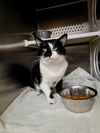 adoptable Cat in , MO named MARV