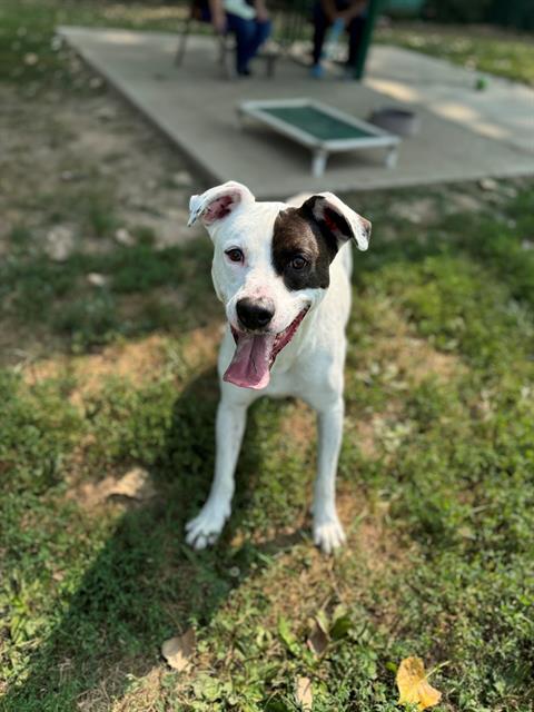 adoptable Dog in Saint Peters, MO named MORTY