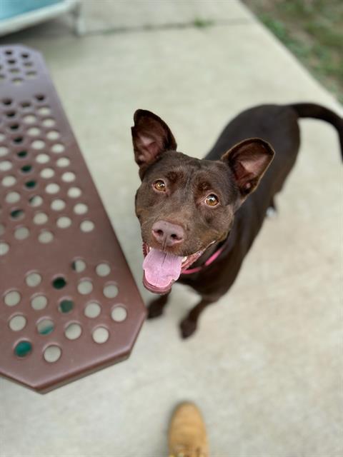 adoptable Dog in Saint Peters, MO named VELMA