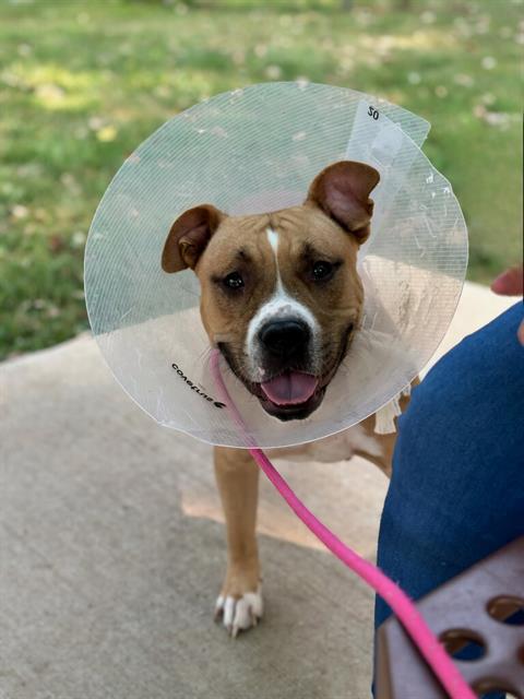 adoptable Dog in Saint Peters, MO named AUTUMN