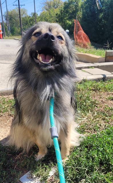 adoptable Dog in Saint Peters, MO named SALVADOR