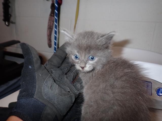 adoptable Cat in Saint Peters, MO named CHICKEN