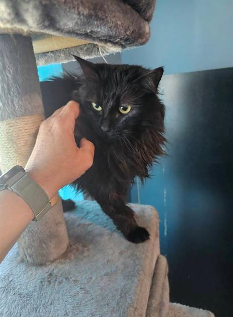 adoptable Cat in Saint Peters, MO named CLOUDY