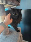 adoptable Cat in  named CLOUDY
