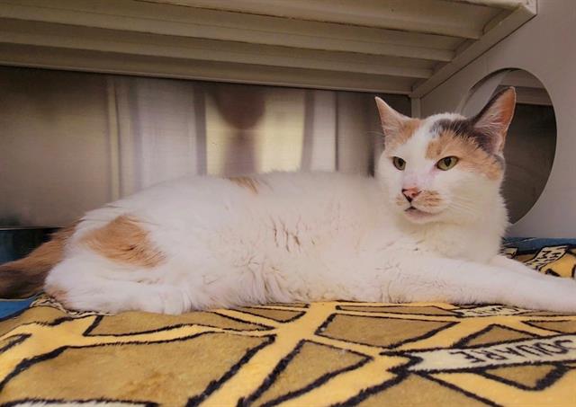 adoptable Cat in Saint Peters, MO named CALLIE