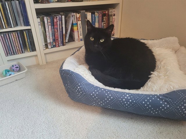 MISS KITTY Image