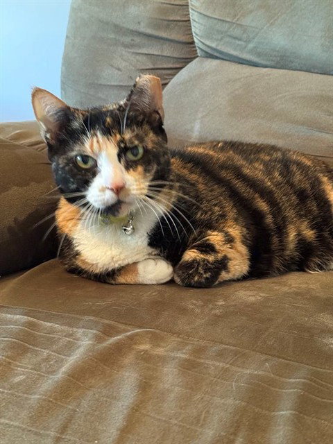 BONITA - Domestic Short Hair available for adoption