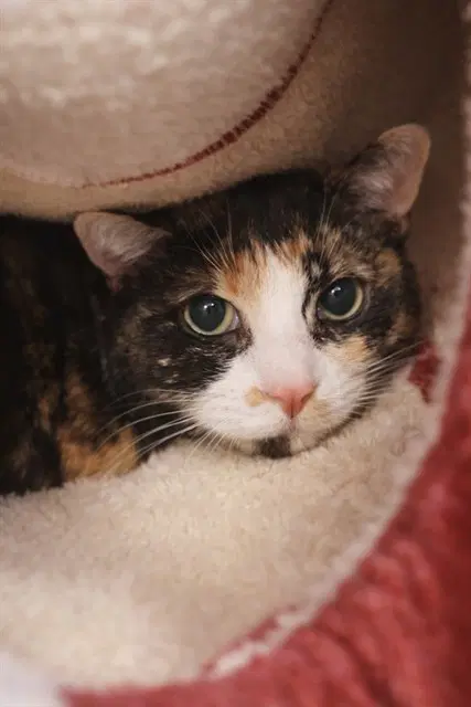 Bonita - Domestic Short Hair
