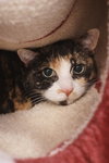 BONITA - Photo 1