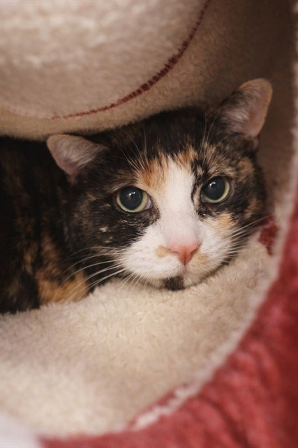 BONITA, an adoptable Domestic Short Hair in St Peters, MO