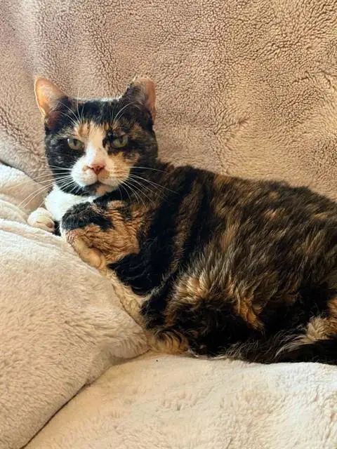 Bonita - Domestic Short Hair