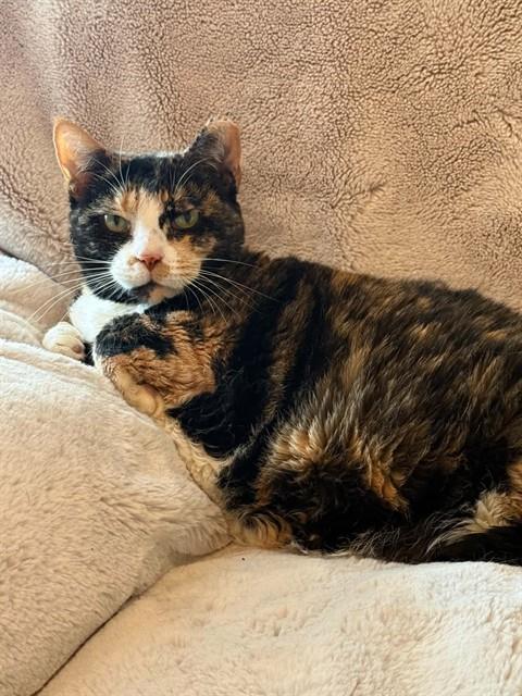 BONITA, a cat for adoption from St Charles County Humane Services