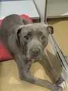 adoptable Dog in saint peters, MO named BLUE BOY