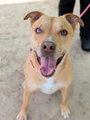 adoptable Dog in  named GOLDIE