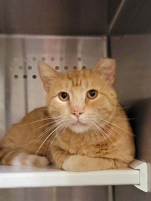 adoptable Cat in Saint Peters, MO named CASHEL