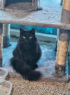 adoptable Cat in  named CRASH