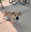 adoptable Dog in saint peters, MO named ASSADA