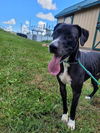 adoptable Dog in saint peters, MO named APOLLO