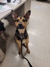 adoptable Dog in  named ZARA