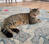 adoptable Cat in Saint Peters, MO named MR. SQUISH
