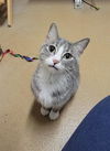 adoptable Cat in Saint Peters, MO named HARMONY
