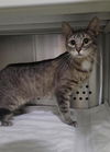 adoptable Cat in Saint Peters, MO named OLIVIA