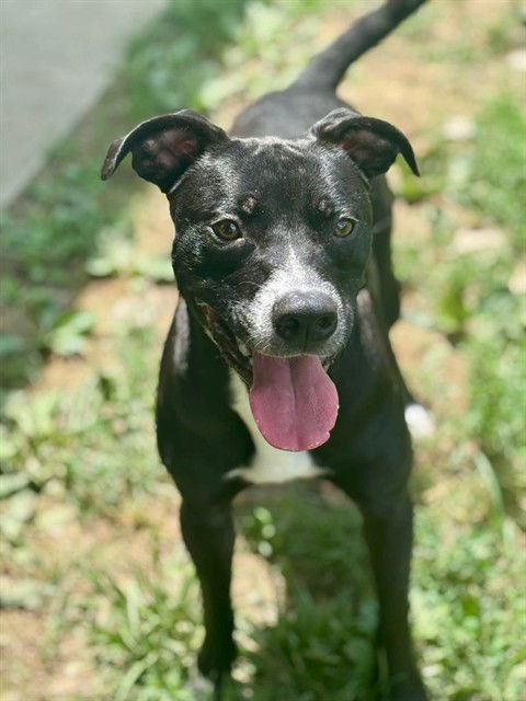 adoptable Dog in Saint Peters, MO named STEWIE