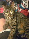 adoptable Cat in Saint Peters, MO named SHY SHY