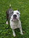 adoptable Dog in Saint Peters, MO named WAYNE