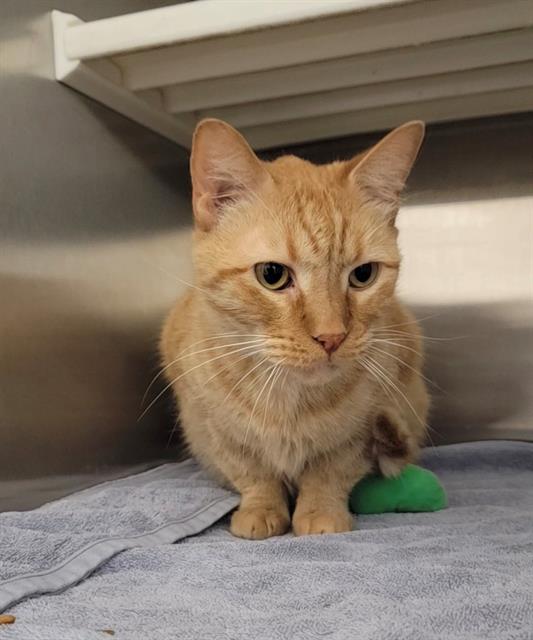 adoptable Cat in Saint Peters, MO named WRIGLEY
