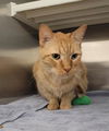 adoptable Cat in Saint Peters, MO named WRIGLEY