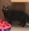 adoptable Cat in Saint Peters, MO named PICASSO