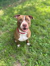 adoptable Dog in saint peters, MO named BIG RED