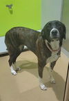 adoptable Dog in  named LUCY