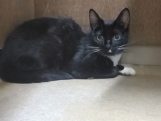 adoptable Cat in Saint Peters, MO named MIDNIGHT
