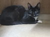 adoptable Cat in Saint Peters, MO named MIDNIGHT